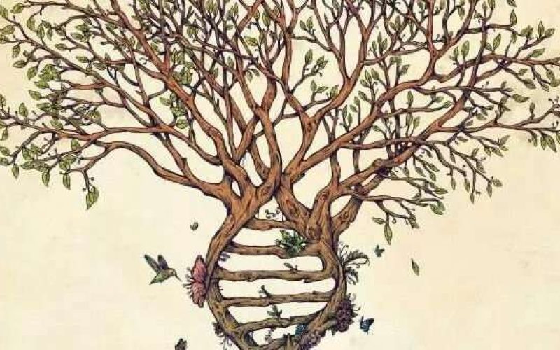 Ancestral Healings